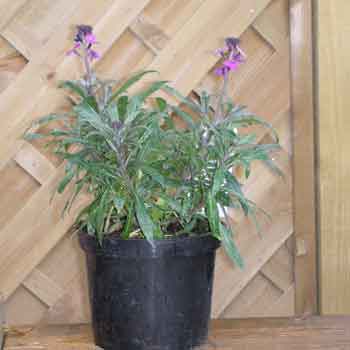 wallflower 'Bowles's Mauve'